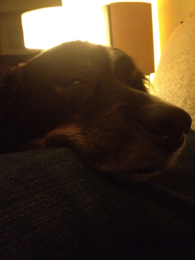 Kodi decides I make a good pillow